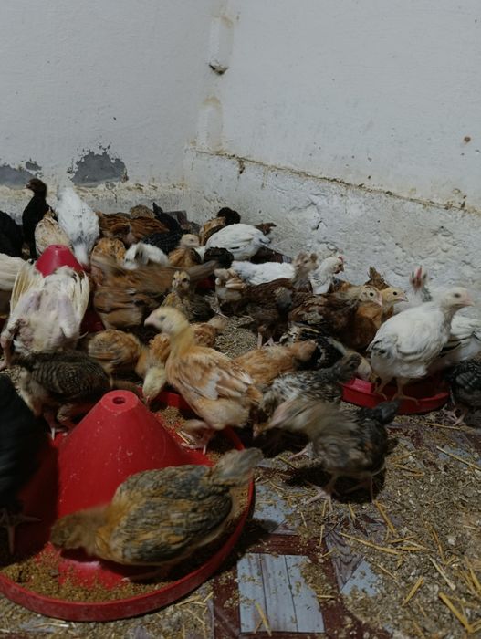 Жужала 20 кунлик ва 40кунлик. 35000сумдан