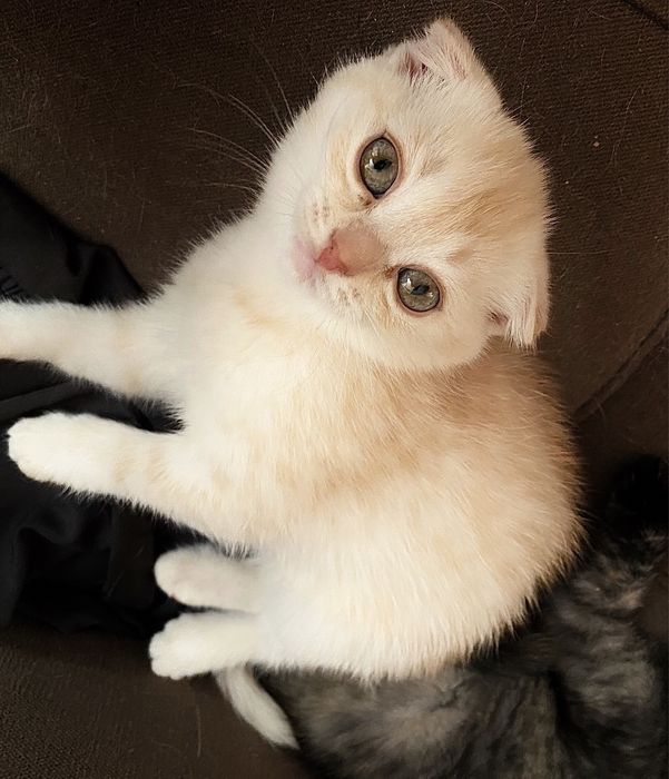 Котеныши скоттиш фолд