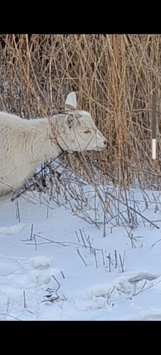 Продам козу годовалая