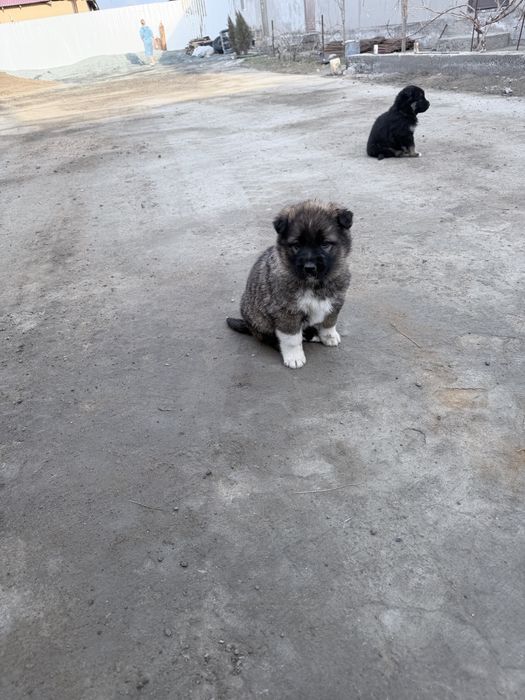 Щенки немецкий овчарки