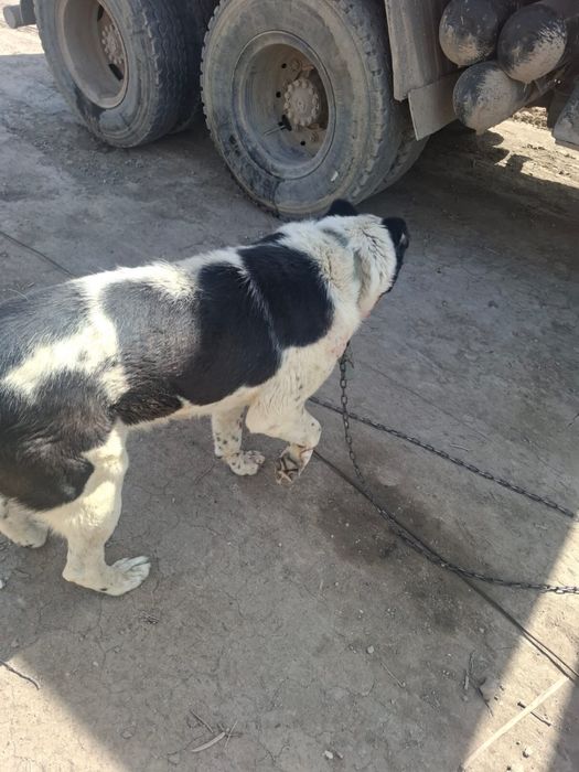 Казак тобет 5 жасар