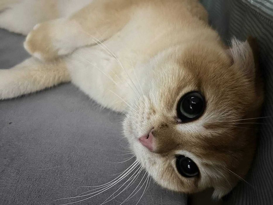 Шотландский вислоухий  (Scottish Fold) 9 месячный.
