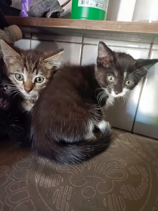 Отдам котят в добрые руки