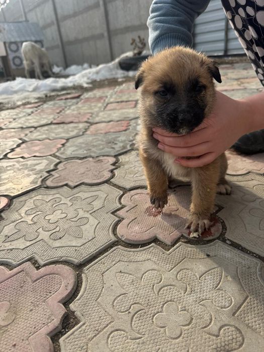 Отдам в добрые руки