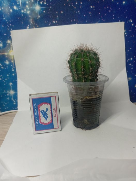 продам кактусы маленькие