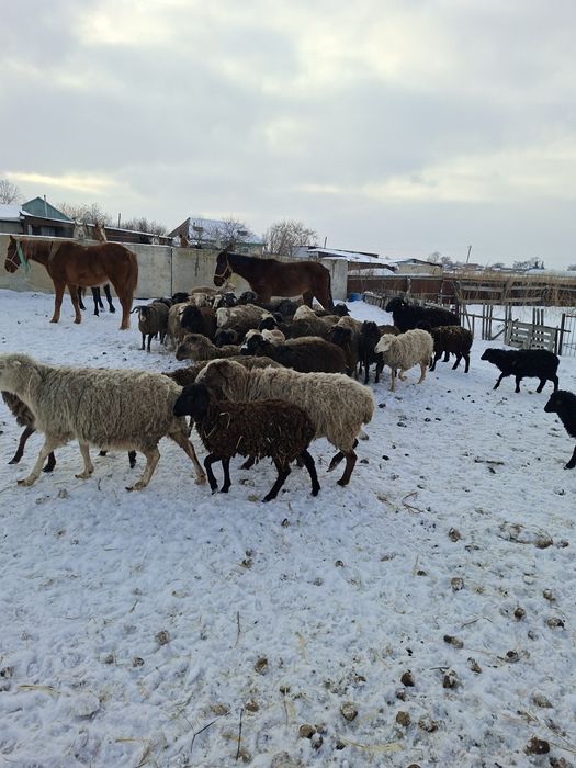 Продам баранов с откорма.овцы