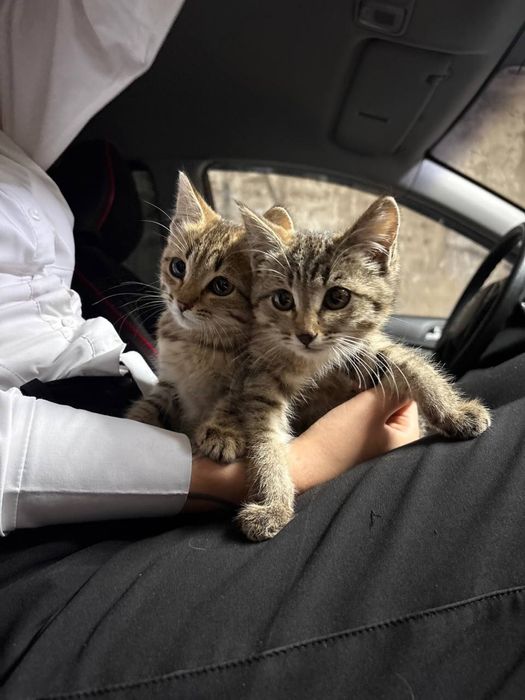 Срочно отдам котят