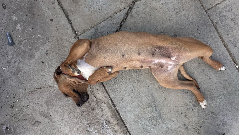 Питбуль самка собака