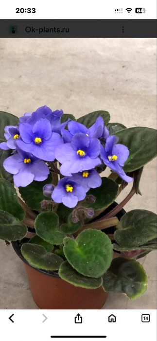 Продам комн. цветы