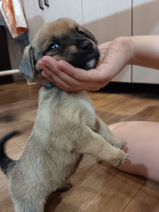 Дарю щенят. 2 мальчика и девочка