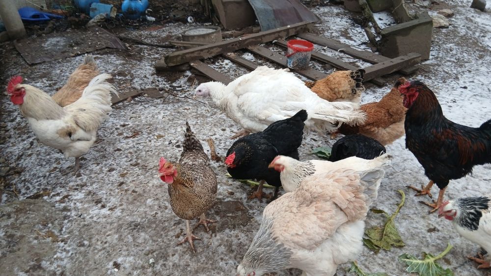 Ouă bio pt consum sau incubat