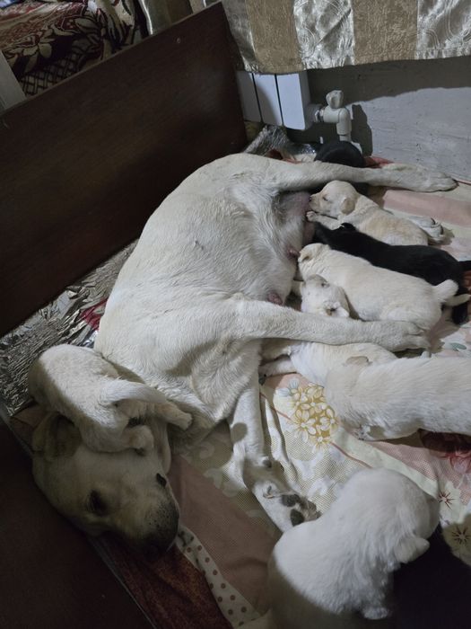 Щенят лабрадорчики