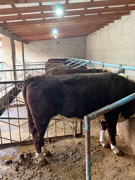 Бычки пародистые