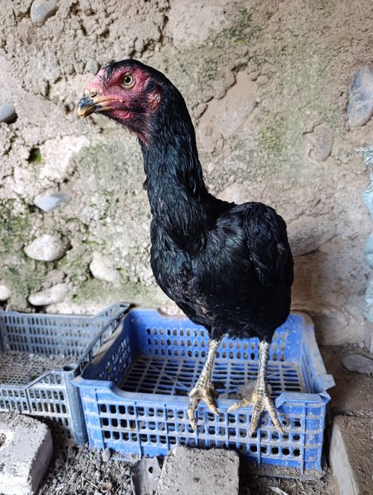 Дакан товула сотилади