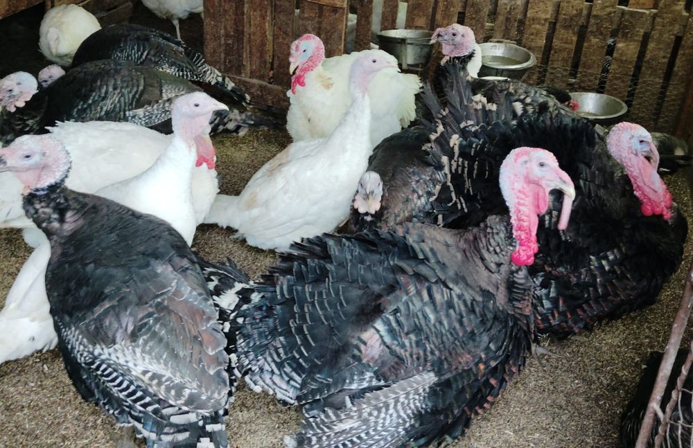 Curci și curcani tineret 2025