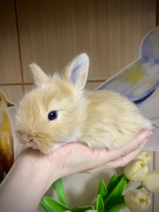 Iepurasi  cap de leu