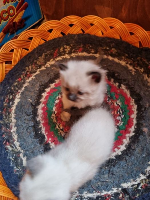 Продаются котята сиямка. Возраст 2 месяца.