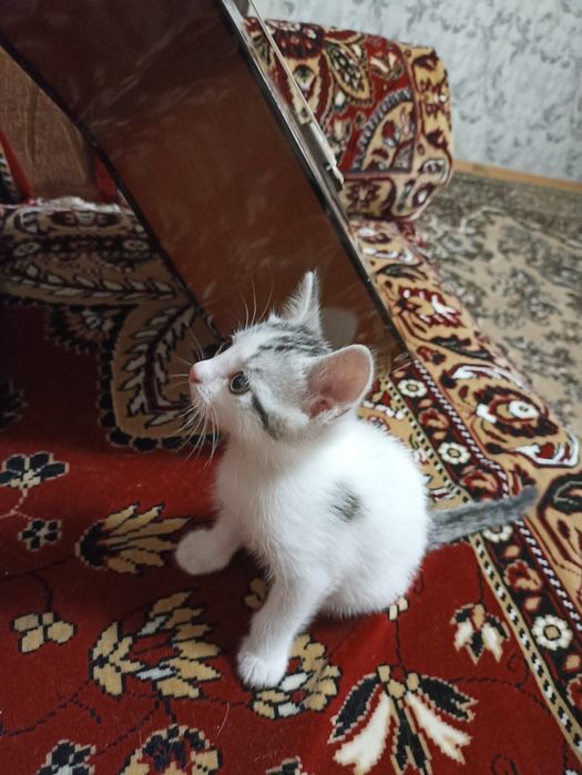 Продам котят 2000