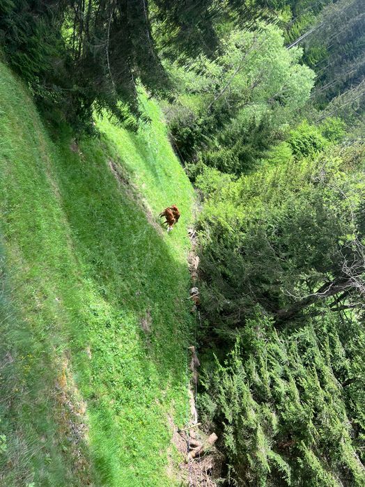 БИО телешко месо в консерва