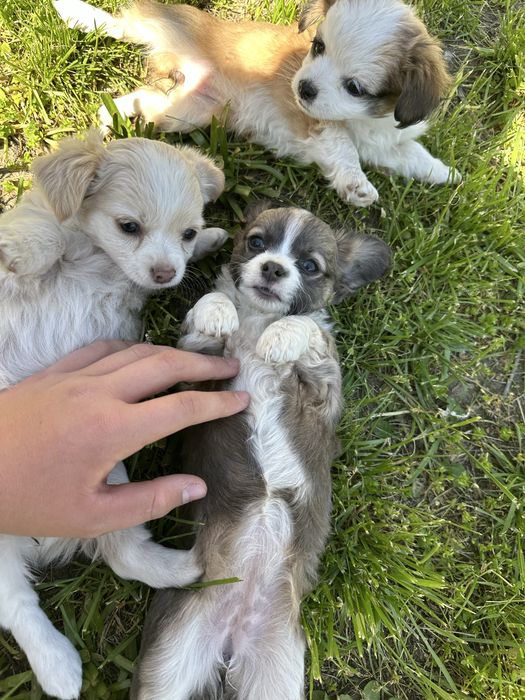 Кученца чихуа-хуа за повече информация на лично или на тел: 0887890080