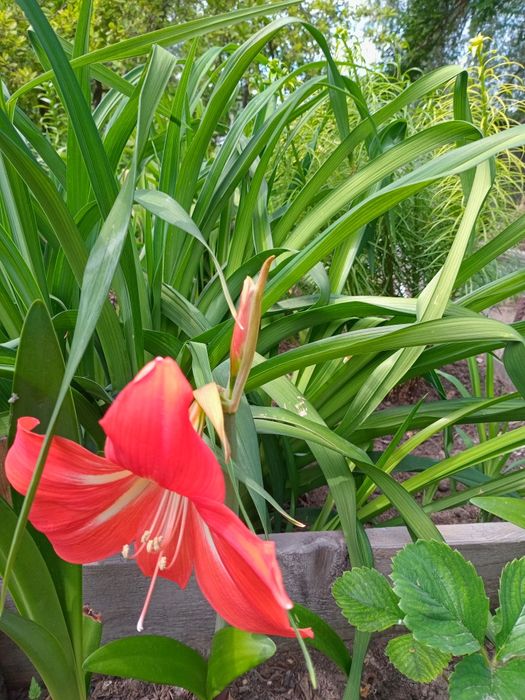 Амарилис красный и белый