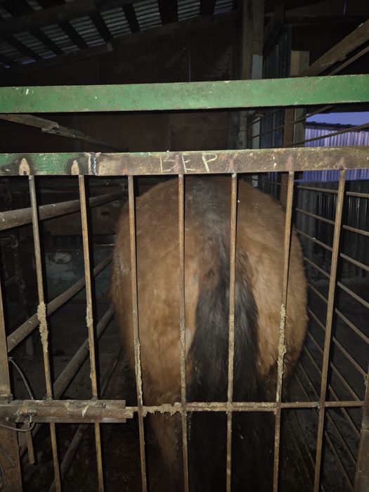 Тайлар с откорма по 550000