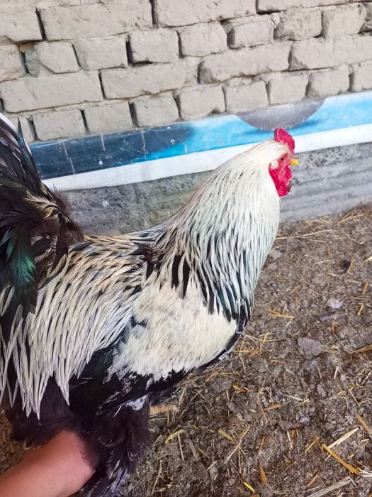 Brams tovuq tugunlari sotiladi