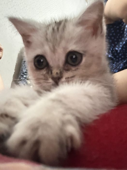 Шотландски котенок