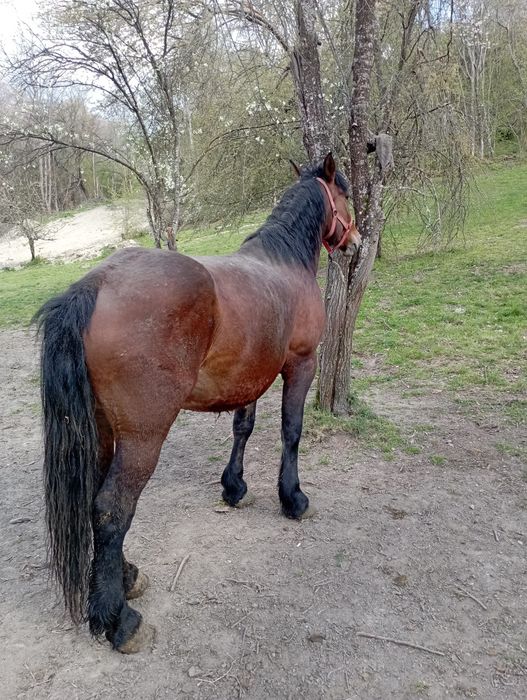 Vând o iapă cu mânză și un mânz