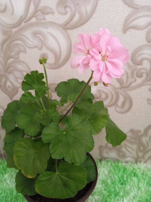 Продам очаровательную  махровую герань