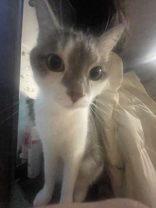 Отдам кота в добрые руки