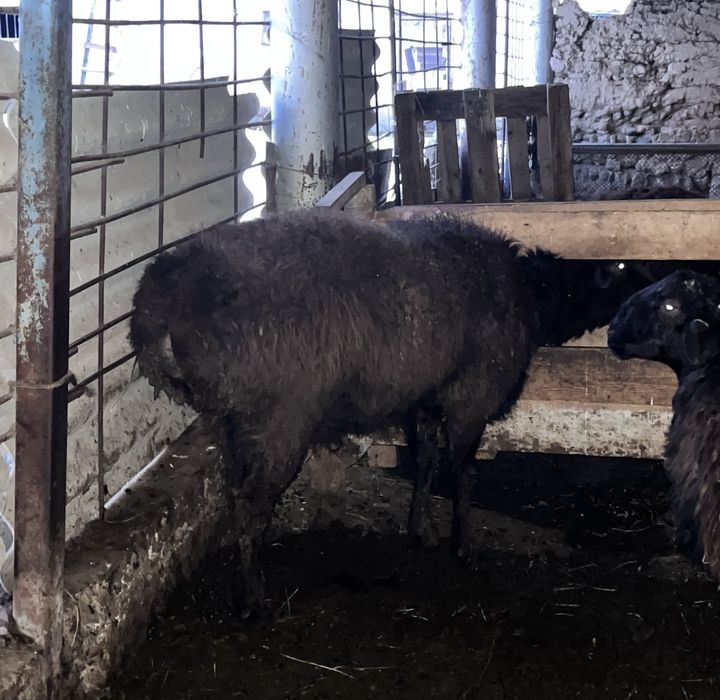 2-жасар қошқар сатылады