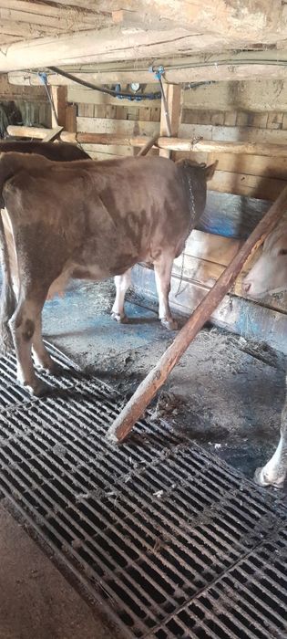 Vaci de vanzare bruna maramures