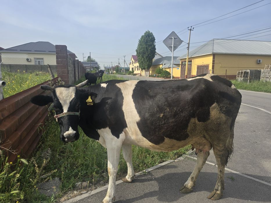 Коровы дойные, домашные. 3 бас сиыр бар