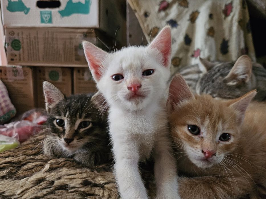 Котята (чуть больше 1 месяца)