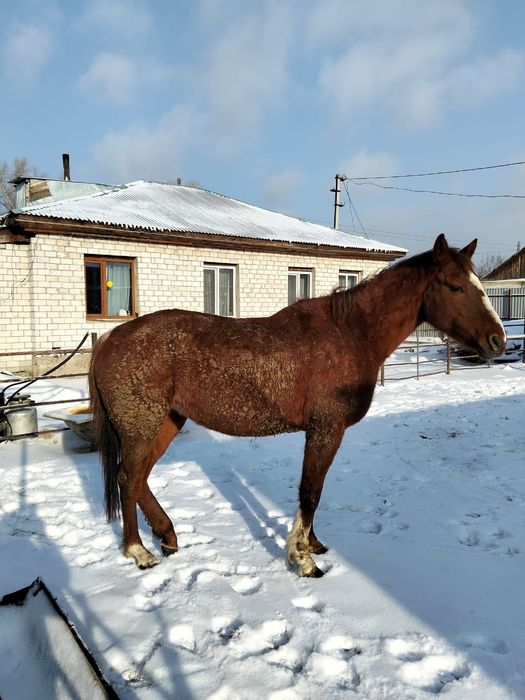 Таза қаңды байтал сатамын