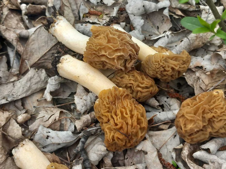 Zbarciogi uscati morcela esculenta