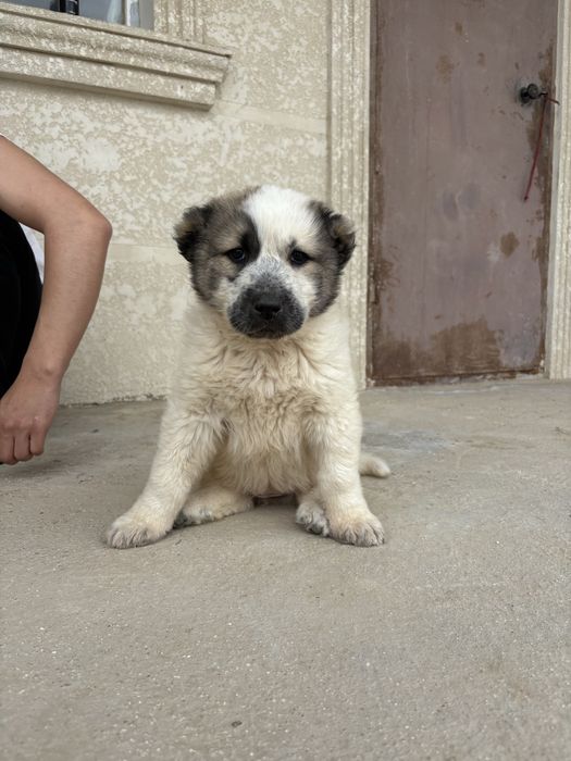 Продается щенок Алабая