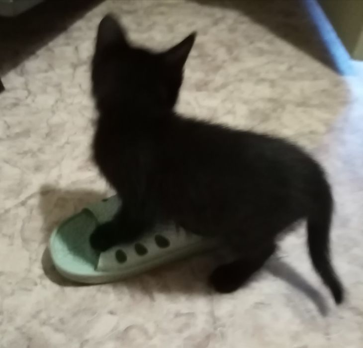 Одам  котят возраст 6 нед.
