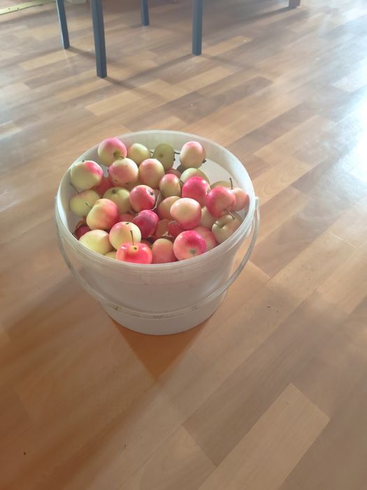 Продам яблочки в центре