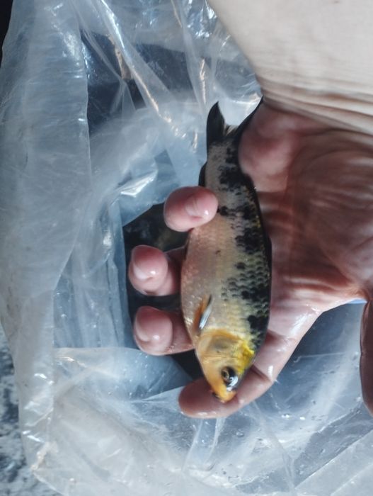 Продам карпа кой