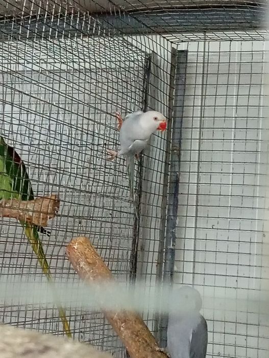 Papagali micul Alexandru