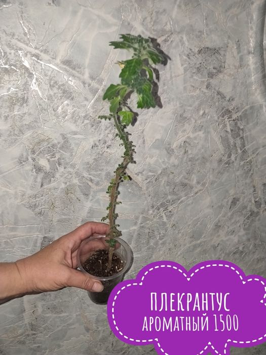 Цветы  комнатные