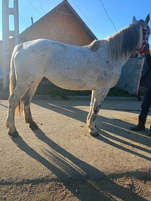 Vand iapa gestanta garantat