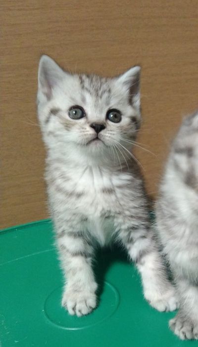 Шотландские Скоттиш страйт.