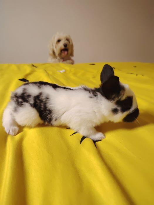 Vand pui de iepuri diferite rase sau masculi doar pentru Monte