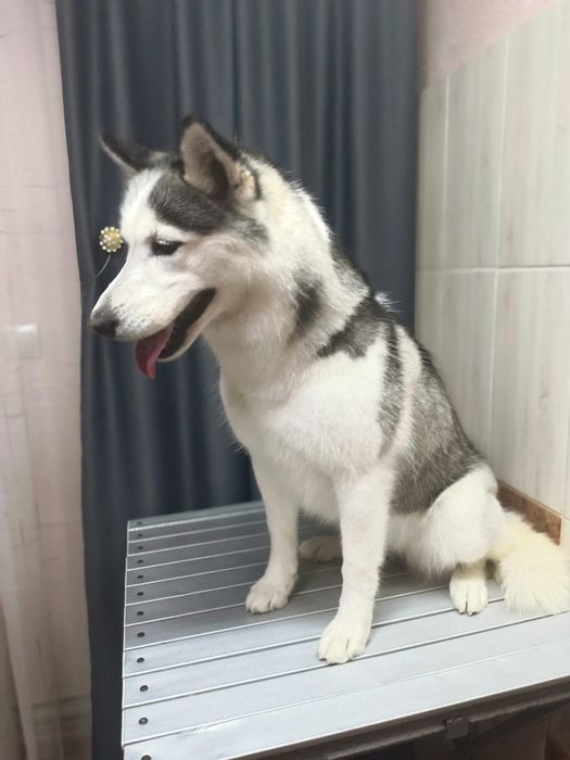 Хаски с документами