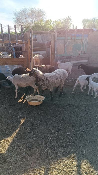 Продам большого кошкара