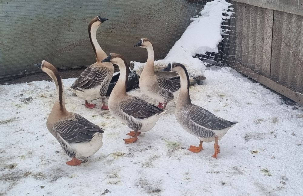 Oua de gasca si rata