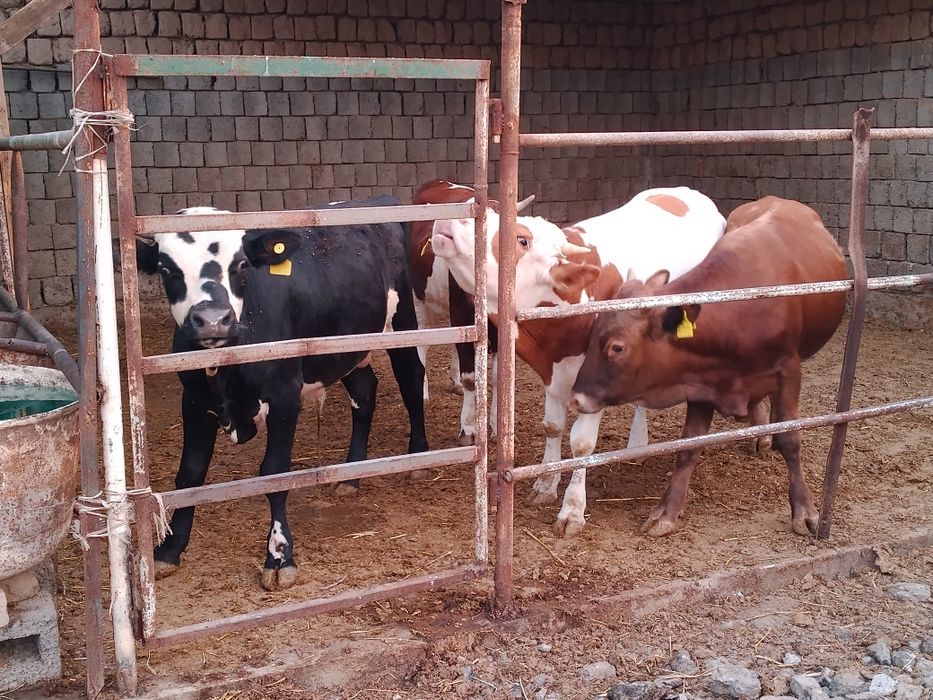 Росиски Горни Алтайдан келтирилган навослар сотилади.